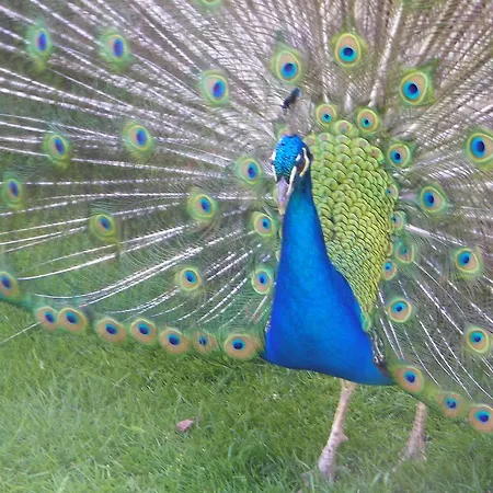 Bed & Breakfast Manoir Francis